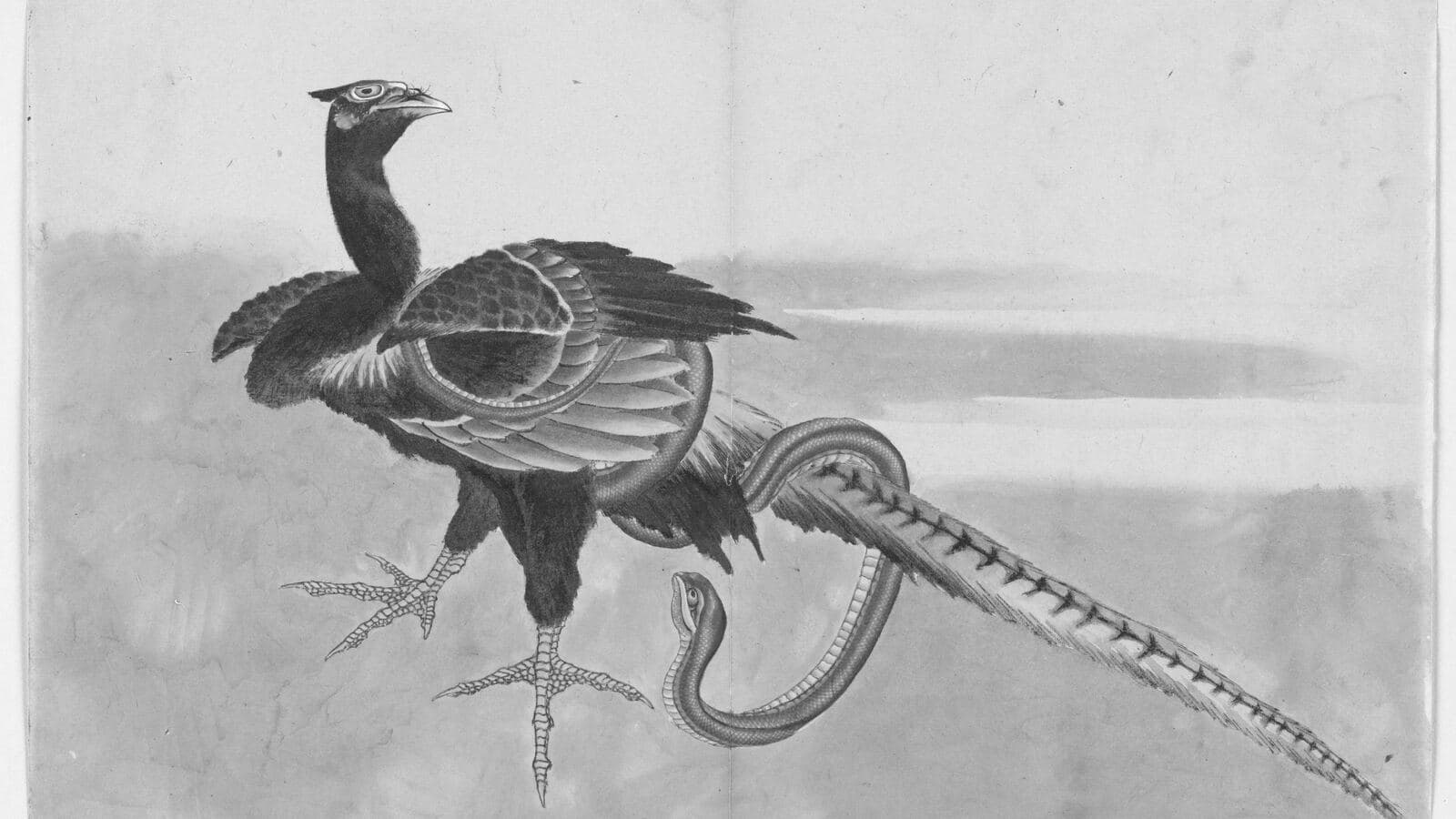 A coiled snake facing a pheasant, drawing by Hokusai